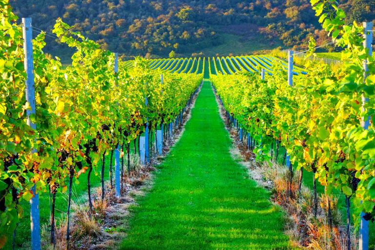 11 best vineyards to visit in the UK