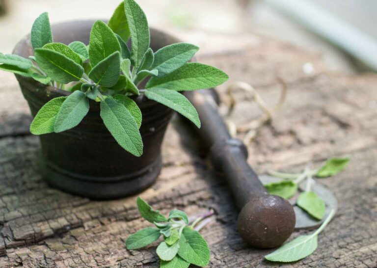 11 herbs and spices with impressive health benefits