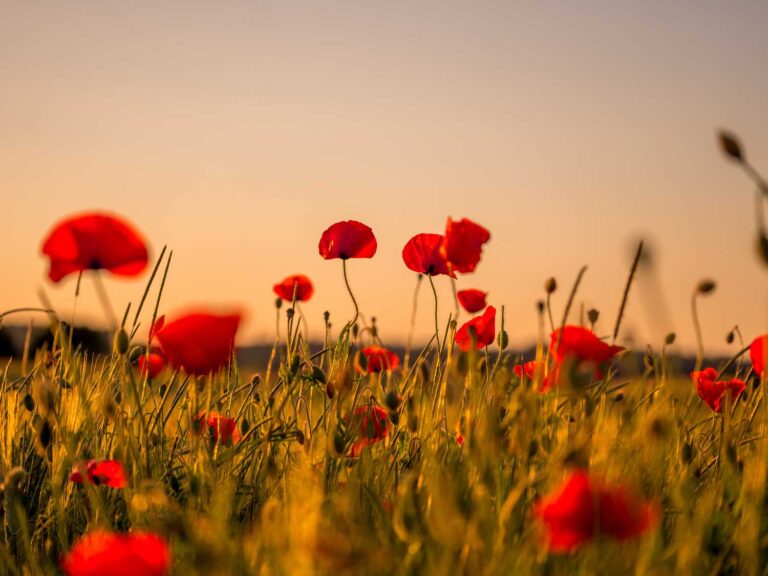9 heroes of World War I