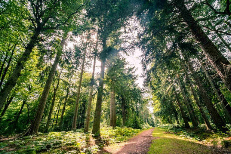 How to connect with nature through forest bathing