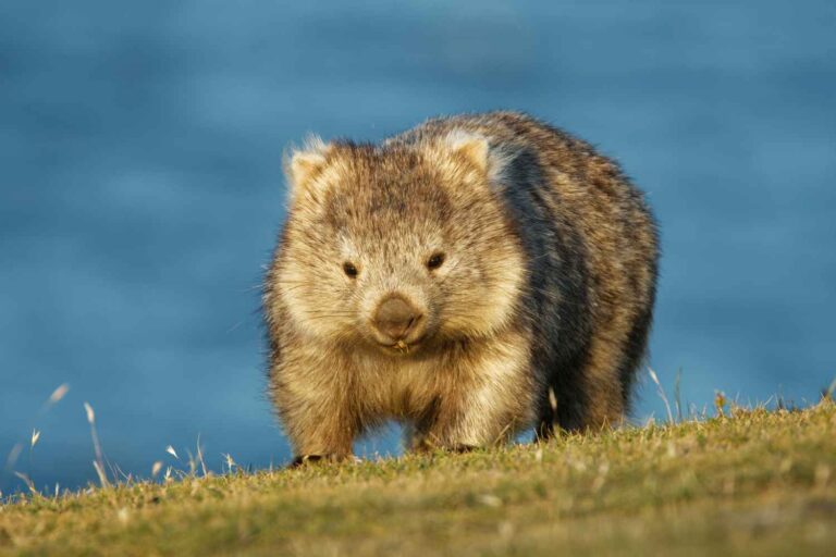 8 incredible wildlife encounters you can only have in Australia