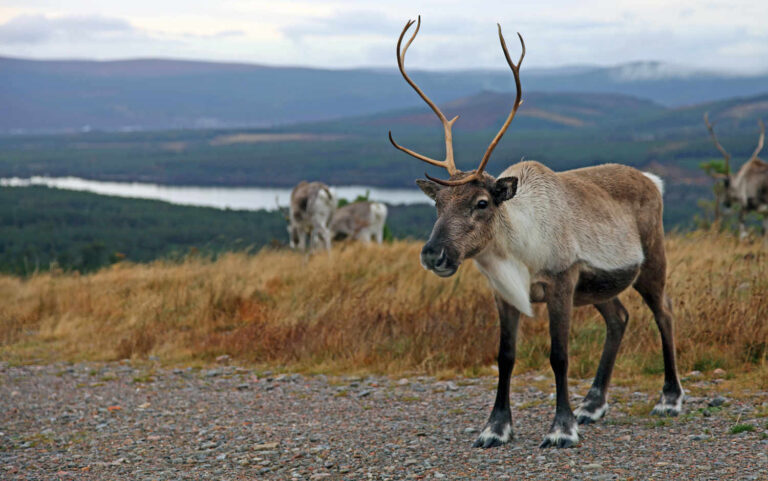 12 magical things to do in the UK in December
