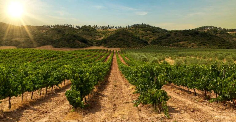 8 reasons why Gran Canaria is a fabulous foodie destination