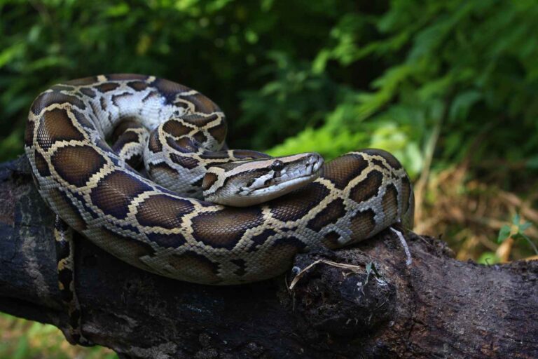 8 surprising updates from the wildlife world