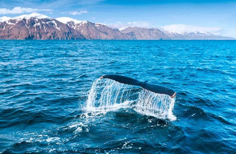 10 of the best holidays for animal lovers