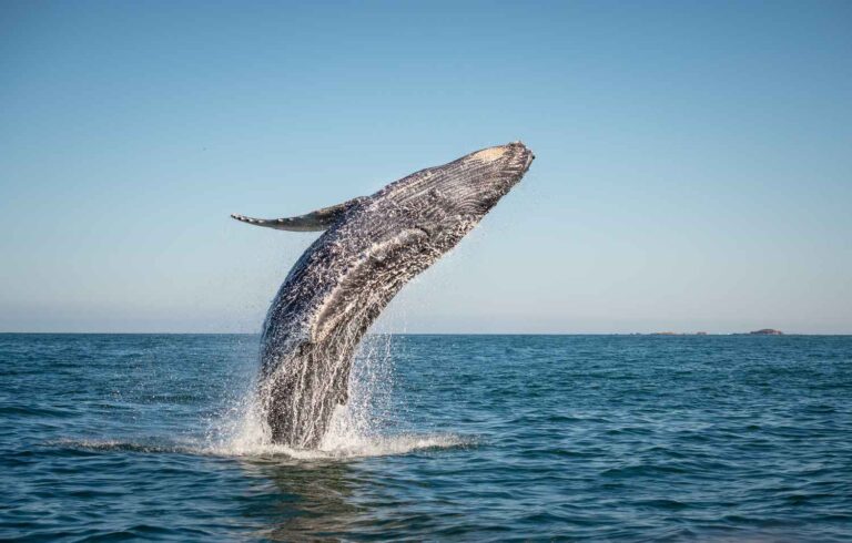 9 of the best places to go whale watching