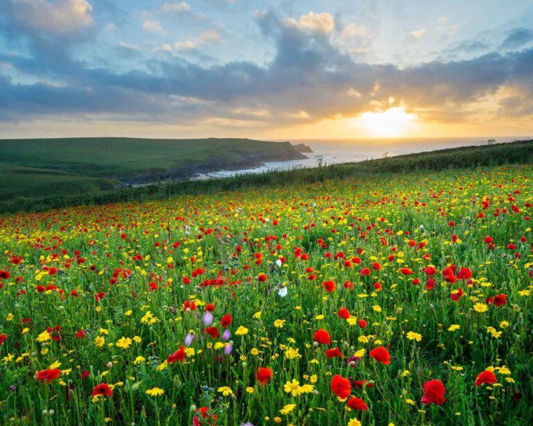 8 of the best places to see wildflowers in the UK