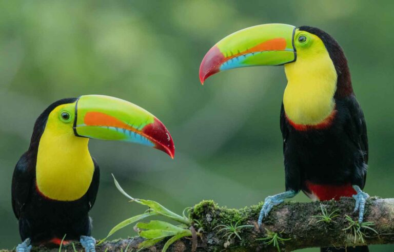 8 of the best places to see wildlife in Costa Rica