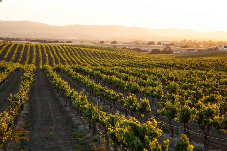 11 of the best wine regions in the world
