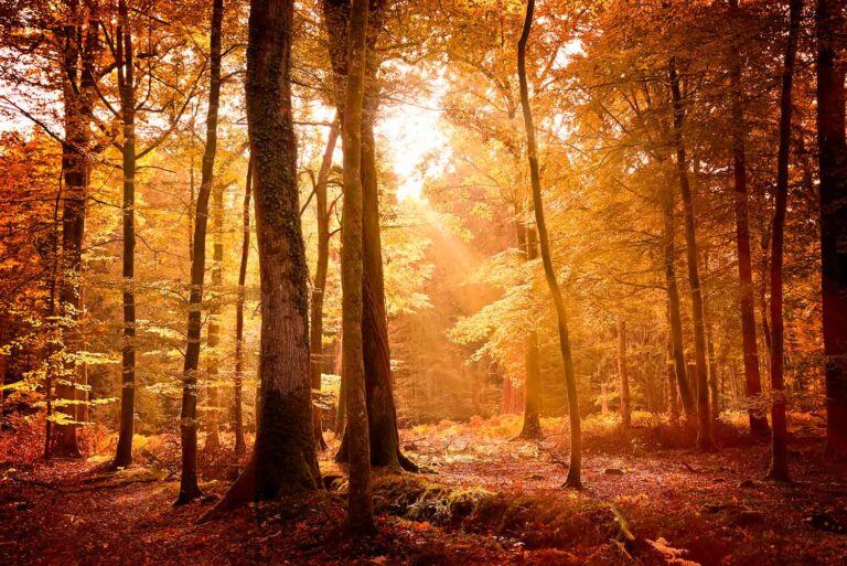 16 of the best woodlands and forests to visit in the UK