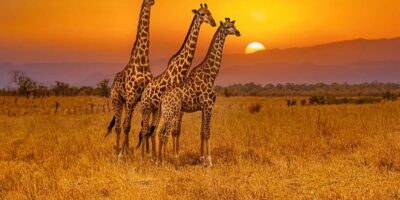 Travel on a Virtual Safari in Africa