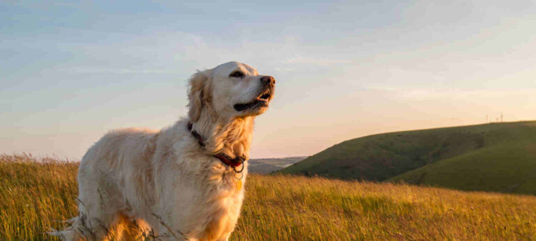 7 true stories about remarkable dogs
